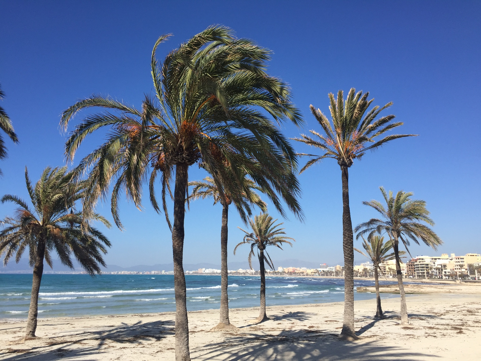 Mallorca spanien alcudia lokaler balearen europa souvenirs
